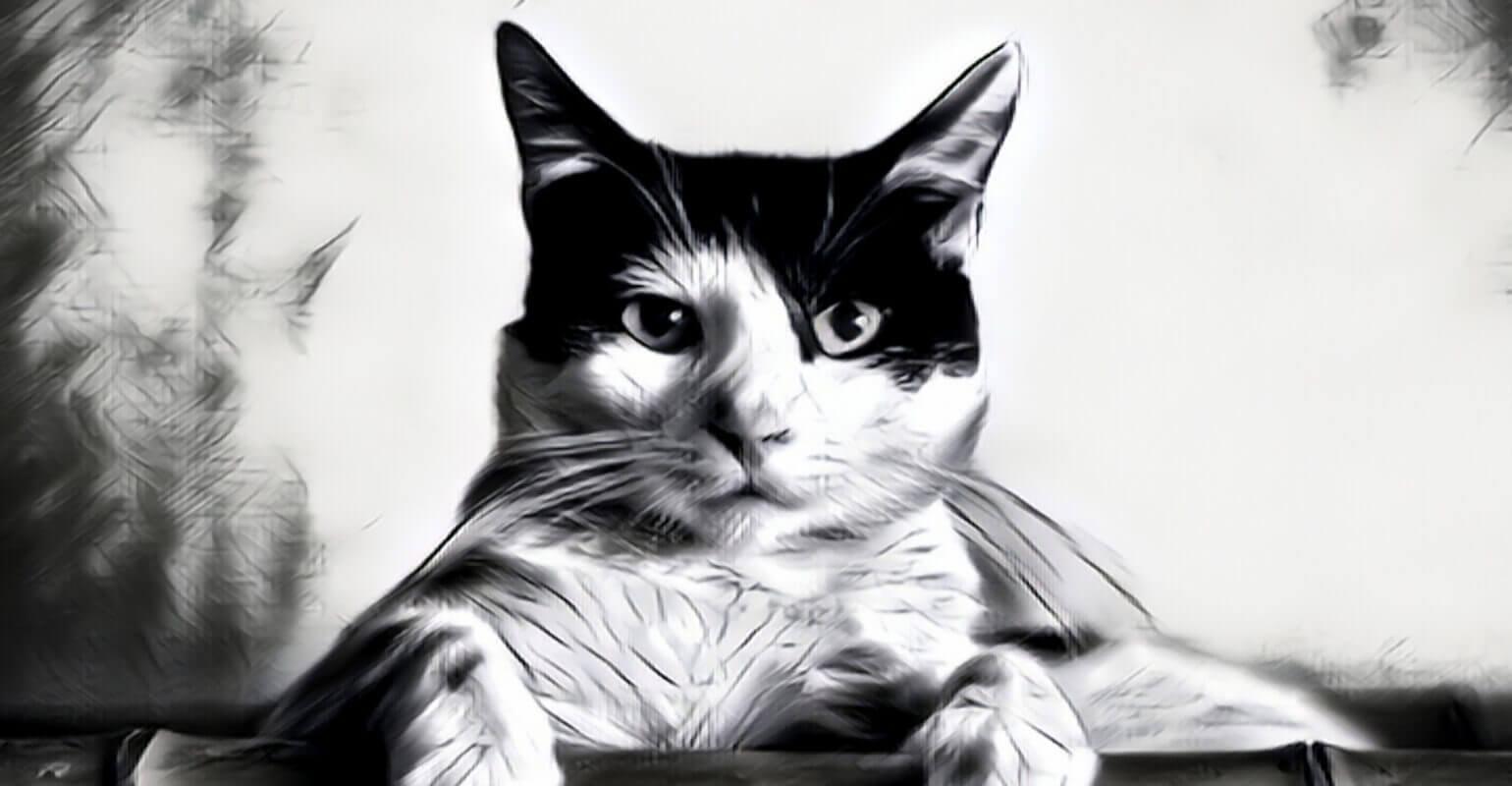 cat sketch